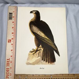 Bald Eagle Print Roger Tory Peterson Lithograph Audubon Birds of America